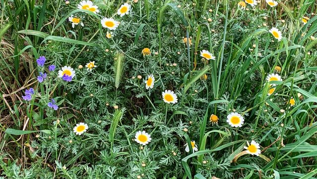 Wild daisies and purple flowers in lush spring meadow, nature's vibrant garden, Earth Day, floral landscape beauty