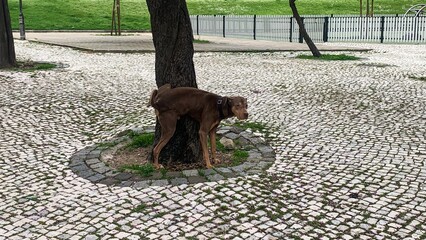 Brown dog peeing on a tree in paved park, highlighting urban pet behavior and nature coexistence,...