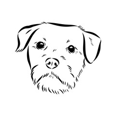 Border Terrier, dog head, vector illustration, black color, vector image