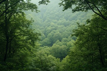 Dense forest canopy viewed from above, layers of green foliage creating a rich texture 