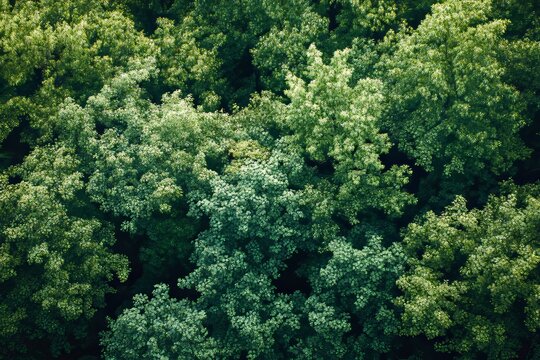 Dense forest canopy viewed from above, layers of green foliage creating a rich texture 