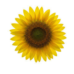 Fototapeta premium A vibrant sunflower, bursting with summer's golden warmth and joyful energy, isolated against a crisp white background.