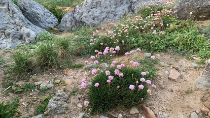 Wild pink flowers blooming among rocks in a serene landscape, symbolizing spring renewal and Earth Day harmony