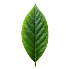 Obraz premium A vibrant, single jackfruit leaf showcasing nature's intricate detail against a clean white background.