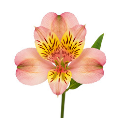 A delicate Alstroemeria bloom, showcasing its pastel pink petals and vibrant yellow-maroon heart, a symbol of friendship and devotion, isolated against a pure white background.