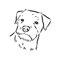 Border Terrier, dog head, vector illustration, black color, vector image