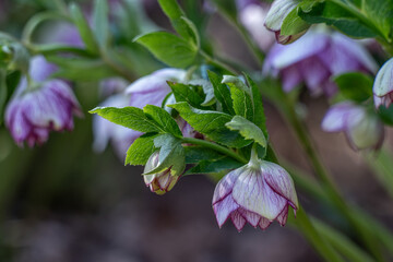 Beautiful variegated hellebore flower outdoors on a plant.
