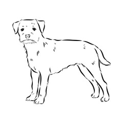 Border Terrier, dog head, vector illustration, black color, vector image