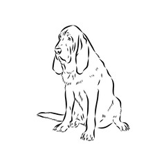 Decorative portrait in profile of dog Bloodhound