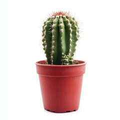 Potted cactus plant against white background