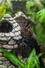 Crustacean fish on the decoration of the aquarium tower.
