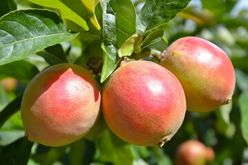 Obraz premium Ripe Red Quince Fruits on Branch, Summer Orchard