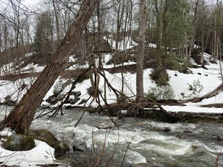 Rivière dans la forêt printanière. Paysage printanier avec rivière et rochers.
