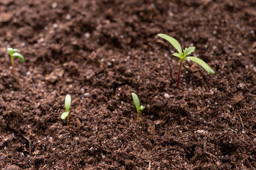 Young African grass seedlings growing in soil.
