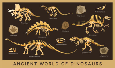 Dino museum poster with dinosaur fossils, skeletons and bones, prehistoric animal skulls and footprint stones. Vector triceratops, tyrannosaurus, velociraptor and stegosaurus dinosaur fossils © Vector Tradition