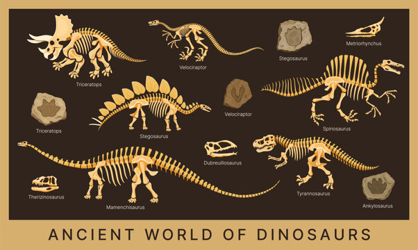 Dino museum poster with dinosaur fossils, skeletons and bones, prehistoric animal skulls and footprint stones. Vector triceratops, tyrannosaurus, velociraptor and stegosaurus dinosaur fossils