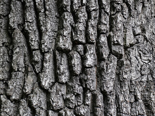 Embossed texture of tree bark. Tree trunk with natural bark patterns on the surface. Natural wood background. Closeup side view.