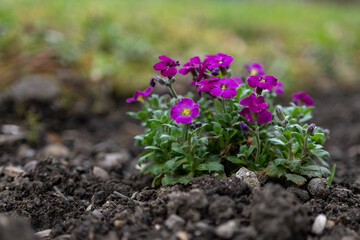 Spring primrose and purple flowers on the plant.
