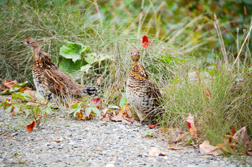 Ruffed Grouse
Bonasa umbellus