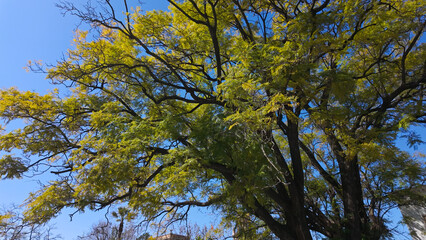 Large Tree Canopy with Lush Green Leaves Against Blue Sky in Seville