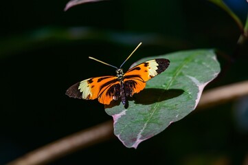Tiger Longwing Butterfly at Meijer Botanical Gardens, in Grand Rapids, Michigan.