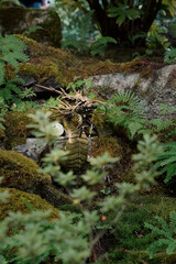 Dragon in Japanese Garden