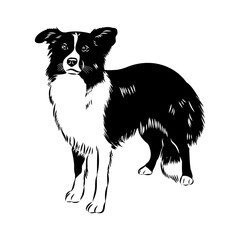 Border Collie Dog Vector isolated on white background, Dog Silhouettes.
