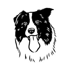 Fototapeta premium Border Collie Dog Vector isolated on white background, Dog Silhouettes.