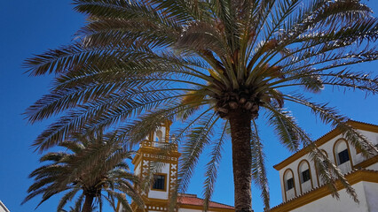 Palm trees framing traditional white and yellow building in Cadiz, Spain