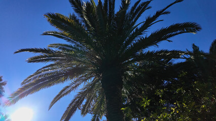 Palm tree blowing in the wind in Cadiz, Spain, with clear blue sky