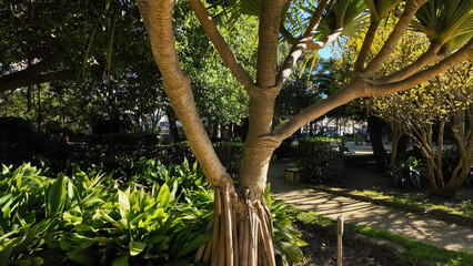 Obraz premium Dragon tree growing in Genoves Park in Cadiz, Spain