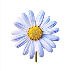 Light blue daisy