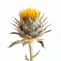 Close-up of edible artichoke flower