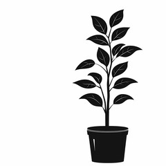 Minimalistic Black and White Botanical Houseplant. Eco-friendly Indoor Decor Trend