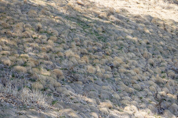 Fototapeta premium Full frame texture background of dry grass clumps matted down from winter snow cover, dotting an early spring hillside in dappled sunlight