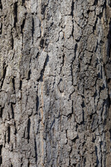 Naklejka premium Full frame abstract texture background of rustic bark on a mature tree trunk