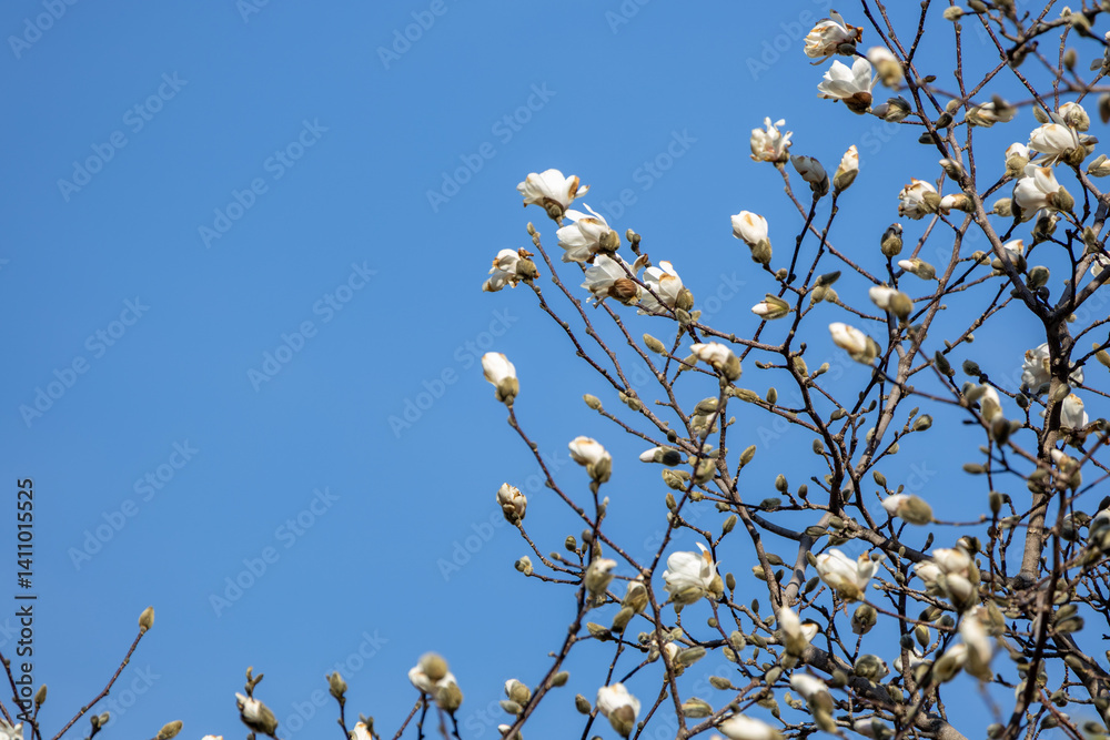 Canvas Prints full frame texture background of emerging white flower blossoms on a magnolia tree in early spring, 