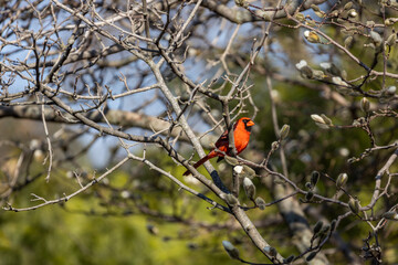 Close up view of a male northern red cardinal (cardinalis cardinalis) perched on an ornamental magnolia tree branch in early spring