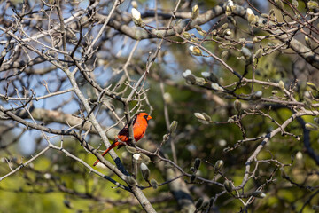Close up view of a male northern red cardinal (cardinalis cardinalis) perched on an ornamental magnolia tree branch in early spring