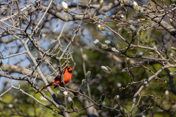 Close up view of a male northern red cardinal (cardinalis cardinalis) perched on an ornamental magnolia tree branch in early spring