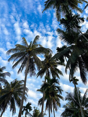 palm trees and blue sky