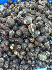 Close up fresh clams from the sea