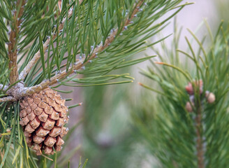Close up fresh pine cone in Spring