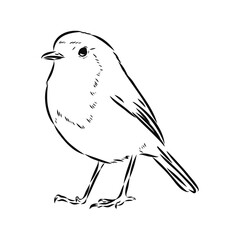 Simple black outline vector drawing. Robin bird isolated on white background. Sketch in ink.
