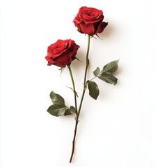 Two red roses on white background