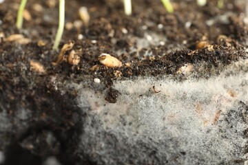 Soil with growing grass and mold, closeup