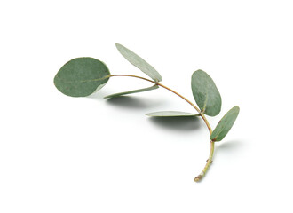 Eucalyptus branch with fresh leaves isolated on white
