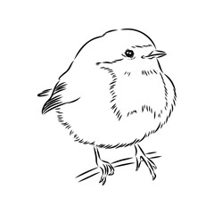 Simple black outline vector drawing. Robin bird isolated on white background. Sketch in ink.