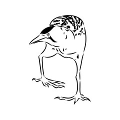 Eurasian Bittern or Great bittern, also known as Botaurus stellaris, bird