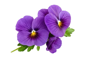  Vibrant purple pansy flowers with striking yellow centers create a lovely floral arrangement ideal for spring decorations and garden displays © PNG future